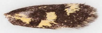 Attēlu rezultāti vaicājumam “Denisia similella”