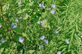 Image result for Cichorium intybus