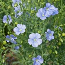 Image result for Linum usitatissimum