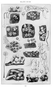 Attēlu rezultāti vaicājumam “Licea pusilla young”