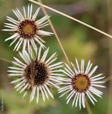 Attēlu rezultāti vaicājumam “Carlina vulgaris”