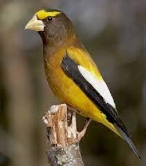 Image result for Hesperiphona vespertina