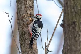 Attēlu rezultāti vaicājumam “Dendrocopos leucotos male”