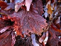 Attēlu rezultāti vaicājumam “Rhodophyta”