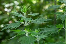 Attēlu rezultāti vaicājumam “Leonurus cardiaca leaf”