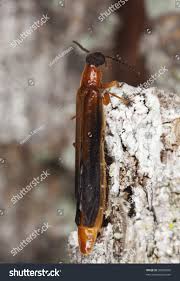 Attēlu rezultāti vaicājumam “Lymexylidae”