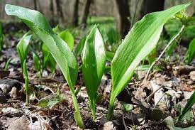 Image result for Herbstzeitlose