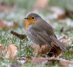 Attēlu rezultāti vaicājumam “Erithacus rubecula”
