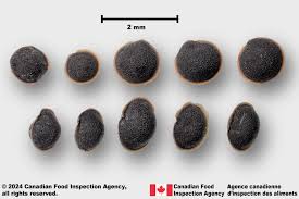 Attēlu rezultāti vaicājumam “Spergula arvensis”