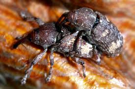 Attēlu rezultāti vaicājumam “Pissodes piniphilus”