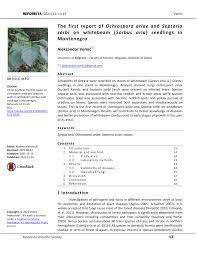 Attēlu rezultāti vaicājumam “Ochropsora ariae spores”