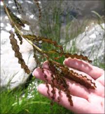 Attēlu rezultāti vaicājumam “Potamogeton praelongus leaf”