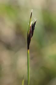 Attēlu rezultāti vaicājumam “Schoenus ferrugineus”