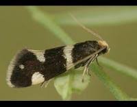 Attēlu rezultāti vaicājumam “Incurvaria praelatella”