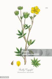 Attēlu rezultāti vaicājumam “Pentaphylloides fruticosa leaf”