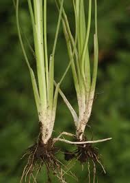 Attēlu rezultāti vaicājumam “Triglochin palustre fruit”