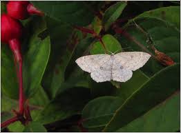 Attēlu rezultāti vaicājumam “Cyclophora albipunctata”