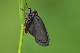 Attēlu rezultāti vaicājumam “Atolmis rubricollis”