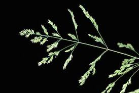 Attēlu rezultāti vaicājumam “Poa trivialis flower”