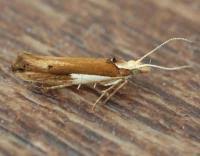 Attēlu rezultāti vaicājumam “Ypsolopha parenthesella”