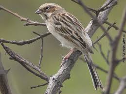 Image result for Emberiza pallasi