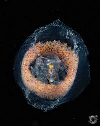 Attēlu rezultāti vaicājumam “Octospora splachnophila”