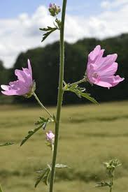 Image result for Malva alcea
