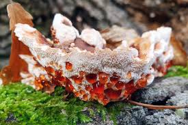 Attēlu rezultāti vaicājumam “Abortiporus biennis”