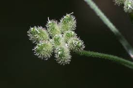 Attēlu rezultāti vaicājumam “Torilis japonica”