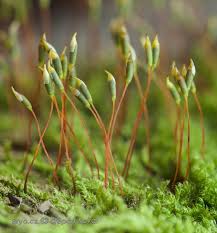 Attēlu rezultāti vaicājumam “Hypnum pallescens”