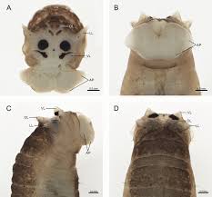 Attēlu rezultāti vaicājumam “Tipulidae larva”