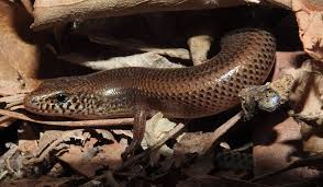 Attēlu rezultāti vaicājumam “Lycogala asperum”