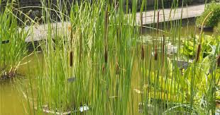 Attēlu rezultāti vaicājumam “Typha angustifolia  leaf”