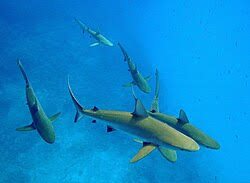 Image result for Carcharhinus amblyrhynchos