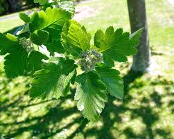 Attēlu rezultāti vaicājumam “Sorbus intermedia leaf”
