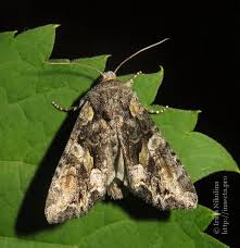 Attēlu rezultāti vaicājumam “Lacanobia contigua imago”