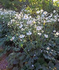 Image result for Anemonenarten