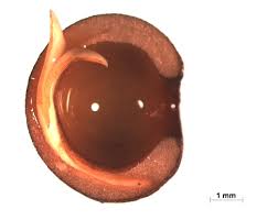Attēlu rezultāti vaicājumam “Galium rivale fruit”