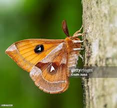 Attēlu rezultāti vaicājumam “Aglia tau”