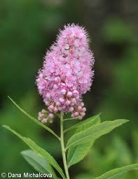 Attēlu rezultāti vaicājumam “Spiraea salicifolia”