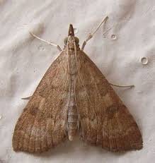 Attēlu rezultāti vaicājumam “Udea fulvalis”