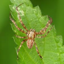 Attēlu rezultāti vaicājumam “Araneus diadematus female”