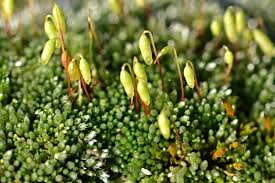 Attēlu rezultāti vaicājumam “Bryum argenteum sporophyte”