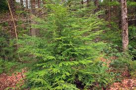Attēlu rezultāti vaicājumam “Tsuga canadensis”