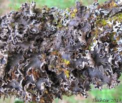 Attēlu rezultāti vaicājumam “Peltigera malacea”