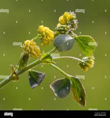 Attēlu rezultāti vaicājumam “Medicago lupulina bud”