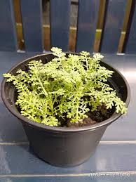 Image result for Chrysanthemum ptarmiciflorum