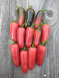 Afbeeldingsresultaat voor biker billy jalapeno hot pepper