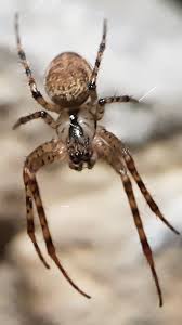 Attēlu rezultāti vaicājumam “Metellina merianae”