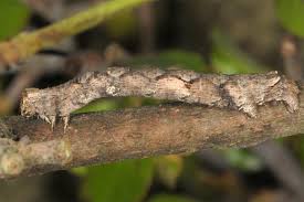 Attēlu rezultāti vaicājumam “Crocallis elinguaria larva”